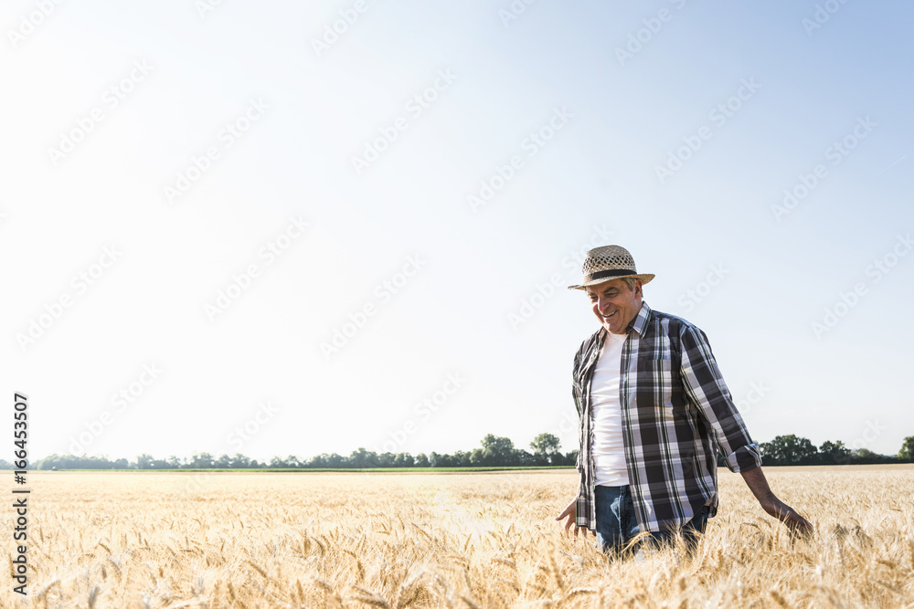 Happy senior farmer walking in wheat field Happy senior farmer walking in wheat field