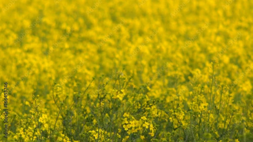 Wind blowing in yellow blooming oilseed rapeseed field Wind blowing in yellow blooming oilseed rapeseed field