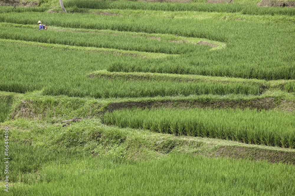 Rice harvesting at Jatiluwih rice terrace at Bali, Indonesia Rice harvesting at Jatiluwih rice terrace at Bali, Indonesia