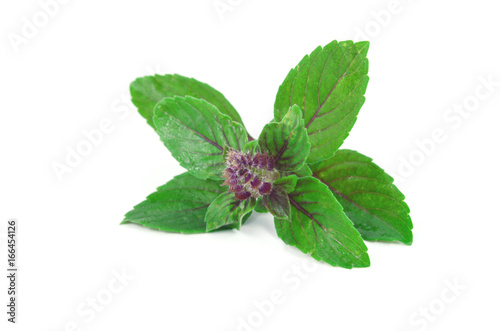 Leaves and flower of Ocimum sanctum, holy basil, or tulasi or tulsi  on white background.
Ocimum sanctum in Thai name is Kaphrao.
