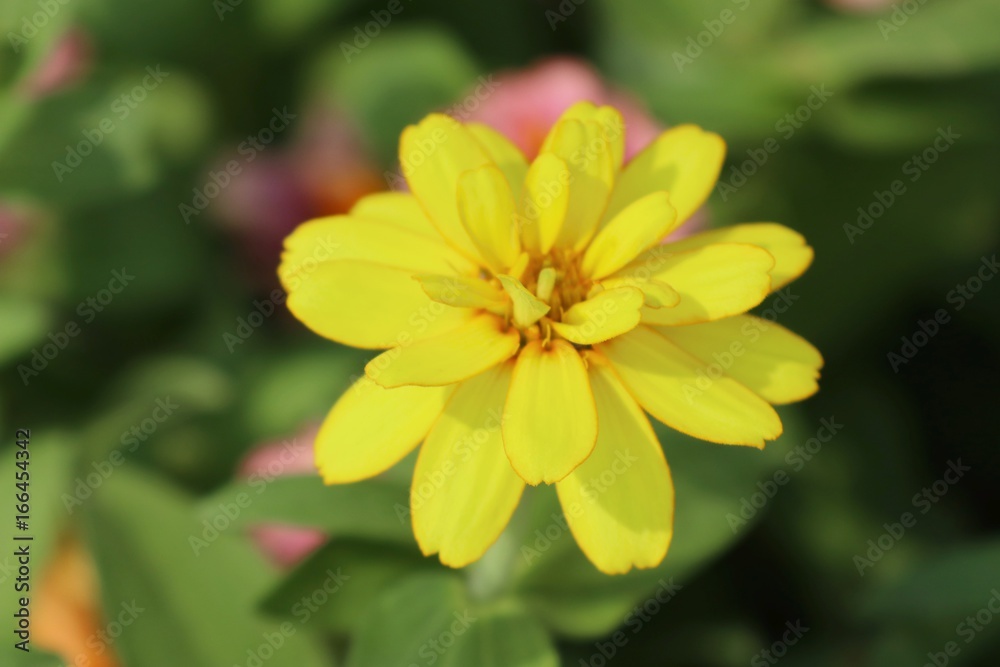 daisy flowers daisy flowers