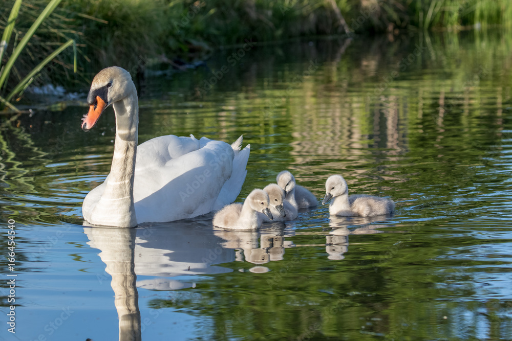 Φωτογραφία Mute Swan (Cygnus olor) adult and cute fluffy baby cygnets, swimming together on