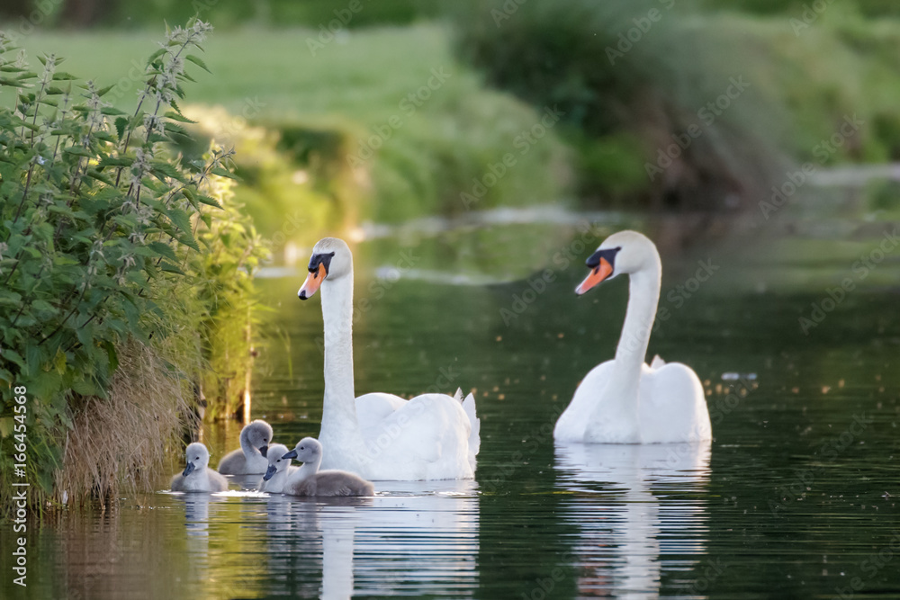 Φωτογραφία Mute Swan (Cygnus olor) adult and cute fluffy baby cygnets, swimming together on