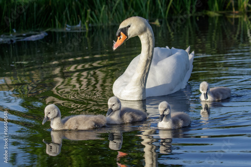Mute Swan (Cygnus olor) adult and cute fluffy baby cygnets, swimming together on a sunny day