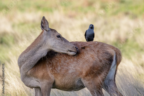 Grooming Red Deer female hind (Cervus elaphus) with  jackdaw on back