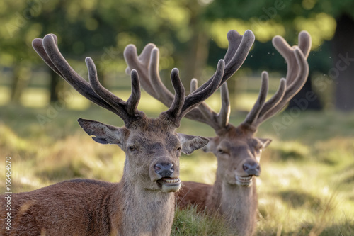 Two Red Deer stags (Cervus elaphus) growing velvet antlers in resting in grassy parkland in summer