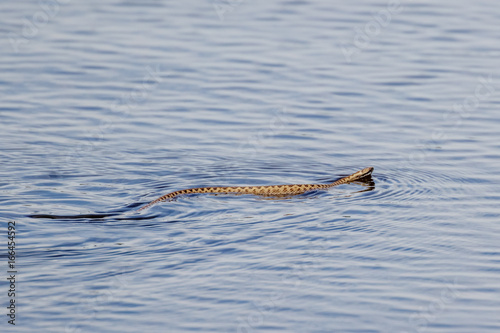 Adder