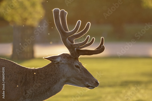 Backlit Red Deer stag (Cervus elaphus)  portrait in growing velvet antlers on a spring evening