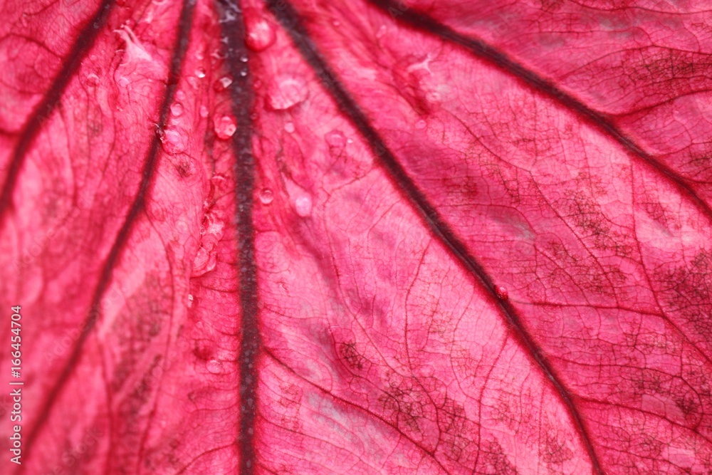 Fototapeta premium Red leaves background