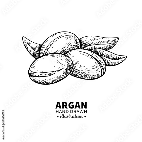 Argan vector drawing. Isolated vintage  illustration of nut. Org
