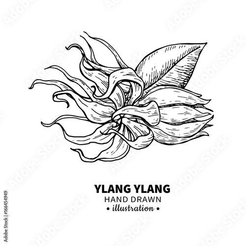 Ylang ylang vector drawing. Isolated vintage  illustration of me