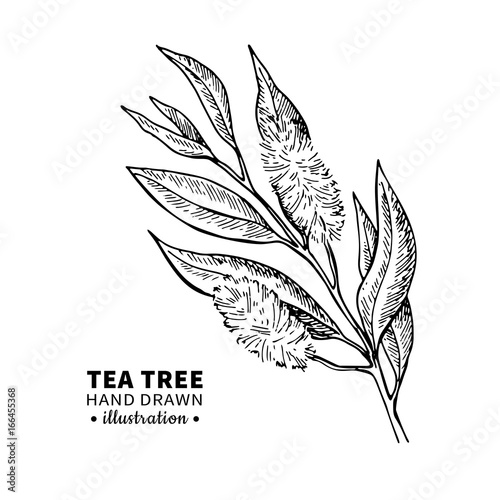 Tea tree vector drawing. Isolated vintage illustration of medical plant leaves on branch.