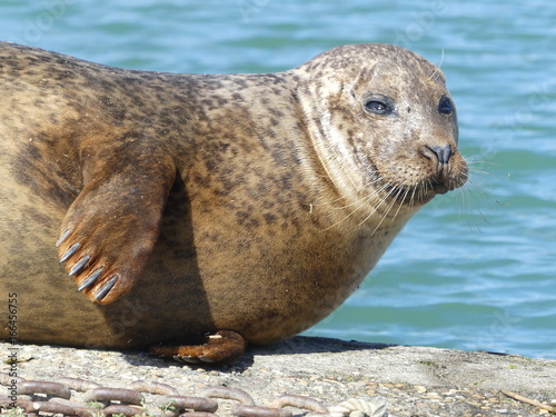 Seal in Saint Malo France