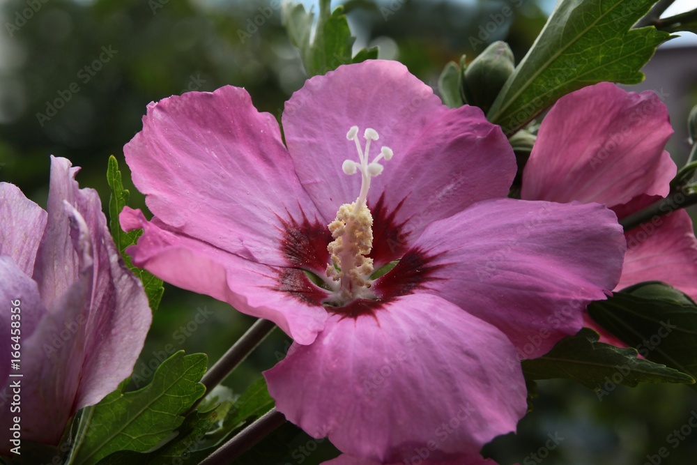 pretty flowers of hibiscus bush in a garden