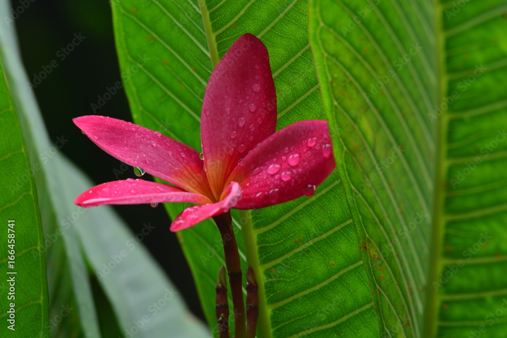 Obraz premium Pink plumeria flower