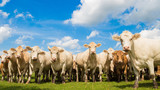 herd of brown cows on the green pasture with blue sky in summer