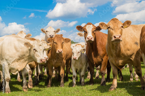 herd of brown cows on the green pasture with blue sky in summer