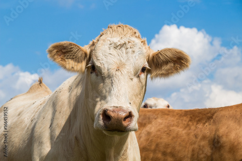 Cow face portrait of a brown cow on the pasture with blue sky in summer © Riko Best