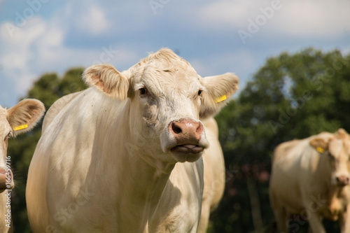 Cow face portrait of a brown cow on the pasture with blue sky in summer © Riko Best