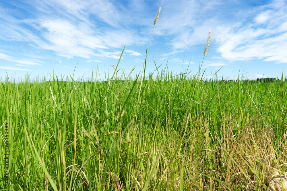 Fototapeta premium erba e cielo