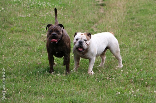 zwei bulldoggen stehen im garten nach dem spielen photo