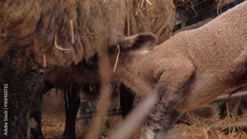 baby lamb taking it's first suckle from it's mother