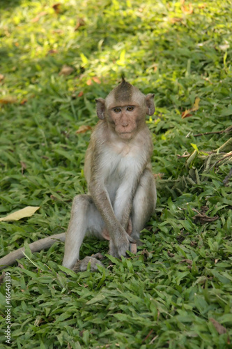 Wat Phnom, Phnom Penh, Cambodia