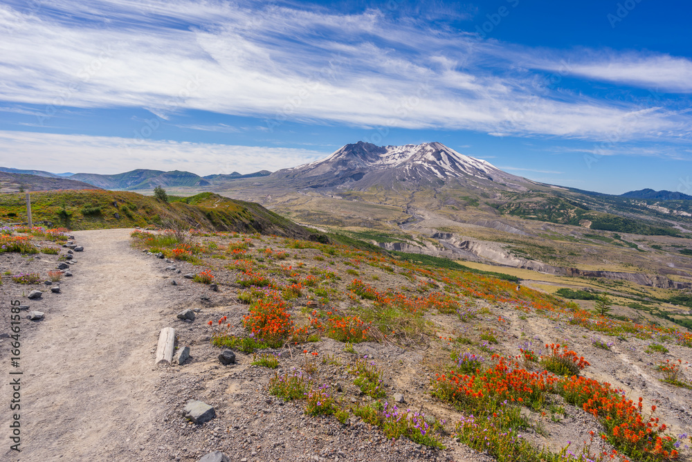 The breathtaking views of the volcano and amazing valley of flowers. Harry's Ridge Trail. Mount St Helens National Park, South Cascades in Washington State, USA The breathtaking views of the volcano and amazing valley of flowers. Harry's Ridge Trail. Mount St Helens National Park, South Cascades in Washington State, USA