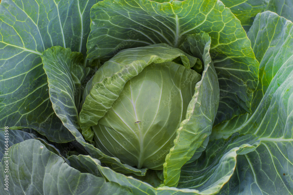 Fototapeta premium Organic farming of fresh green and white head cabage plantation.vegetarian cabbage on the field ready to harvest and salad