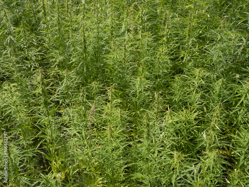 cannabis plantation / marijuana leaves