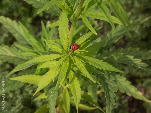 ladybug on a cannabis leaf
