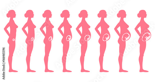Pregnancy stages side view