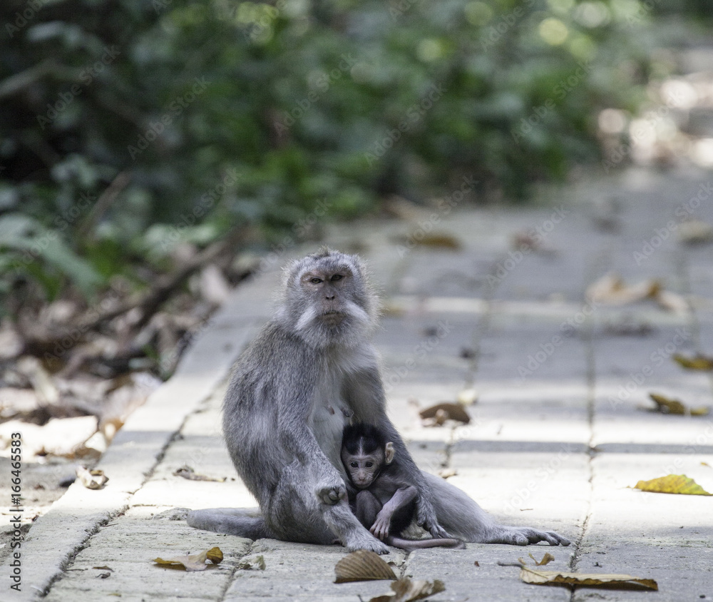 Obraz premium Long-tailed macaque monkeys with baby in Ubud monkey forest, Bali, Indonesia