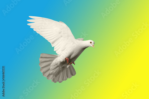 White pigeon in the background of Swedish colors