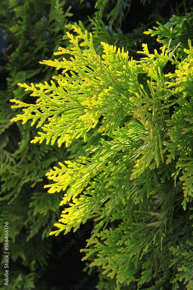 Fototapeta premium green leaves of thuja coniferous tree