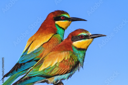 couple of wild exotic birds © drakuliren