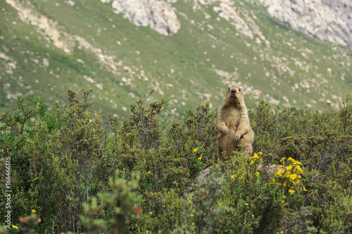 Alpine marmot standing in the jungle