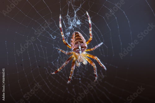 Extreme closeup macro of domestic spider in the web with dark background