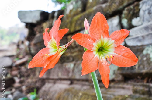 The red flowers on the ruins, Loas photo