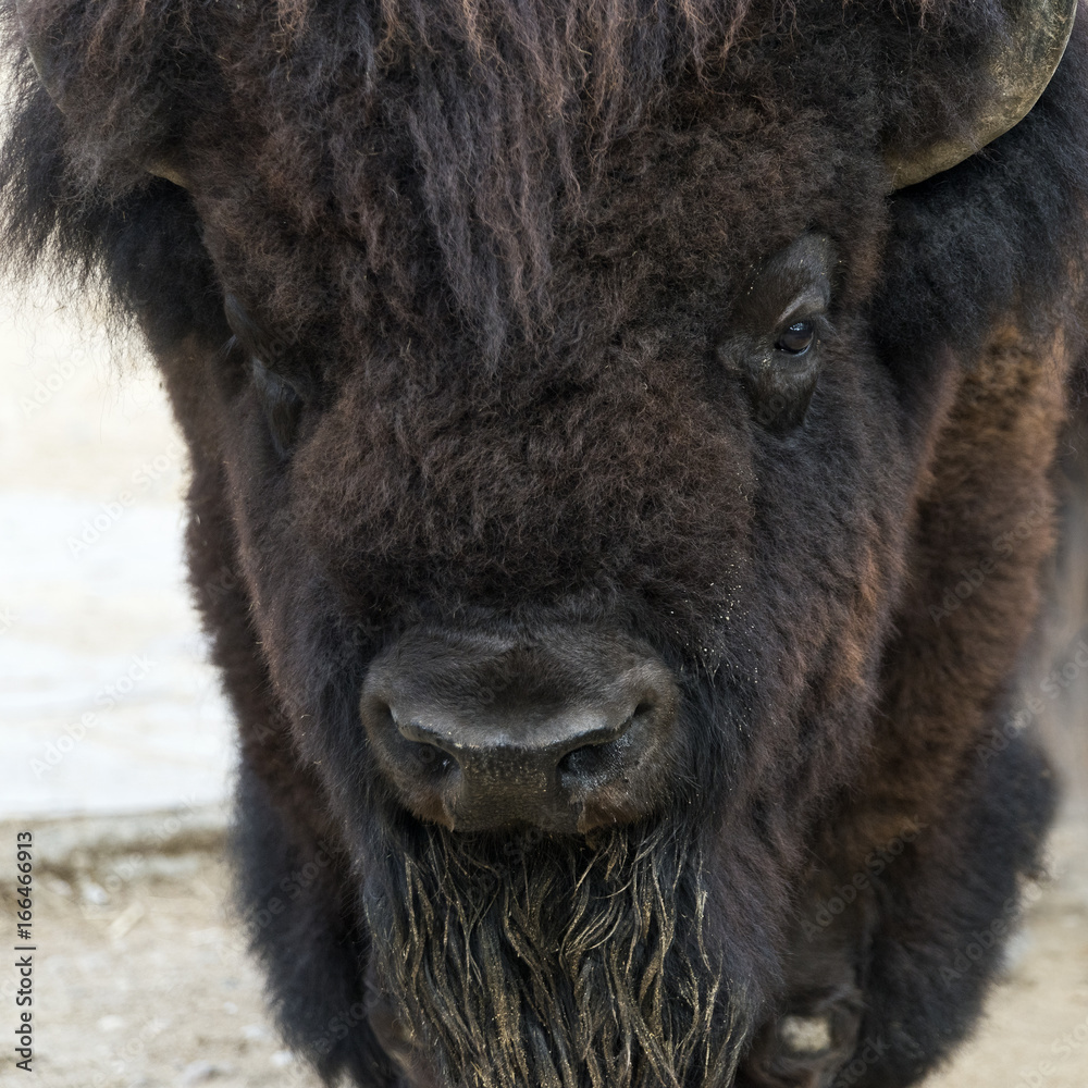 American bison