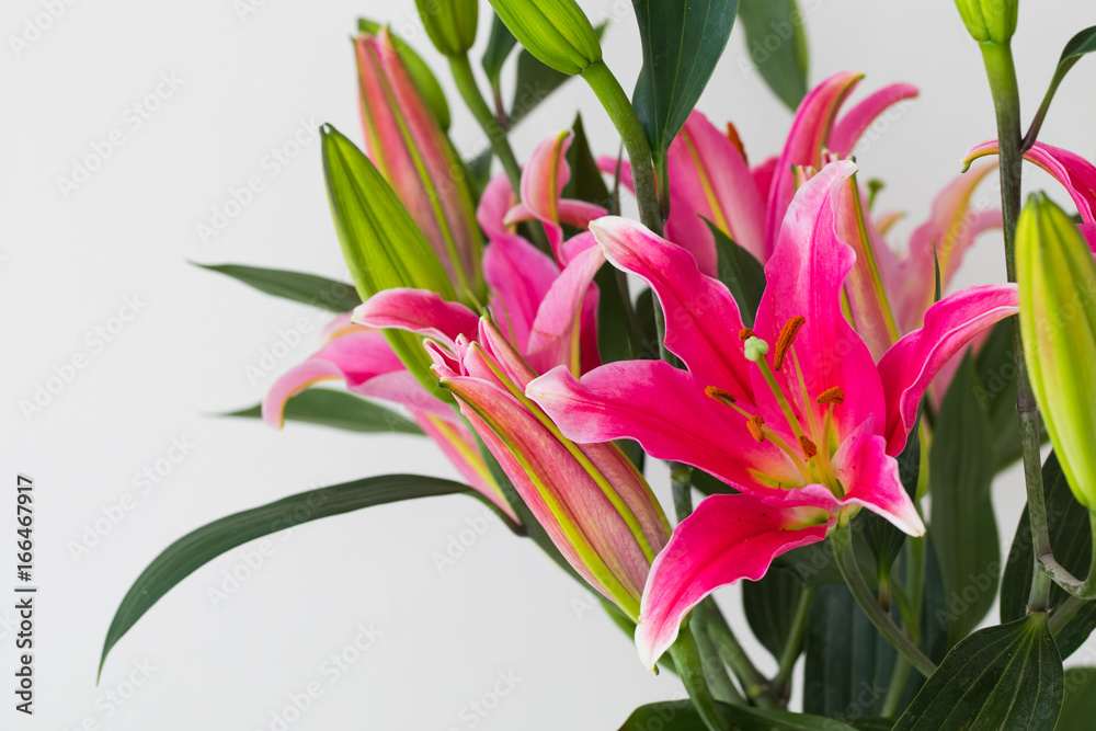 A lily flower decorating A lily flower decorating