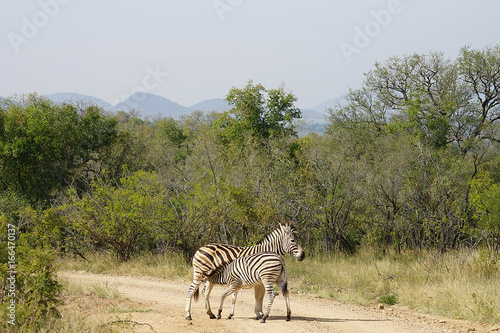 Burchell Zebra Krüger Nationalpark photo