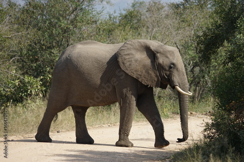 Afrikanischer Elefant Kr  ger Nationalpark