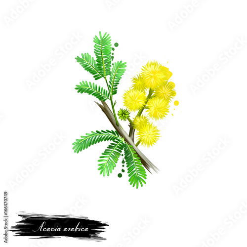 Acacia arabica Babul ayurvedic herb digital art illustration with text isolated on white. Healthy organic spa plant widely used in treatment, for preparation medicines for natural usages photo