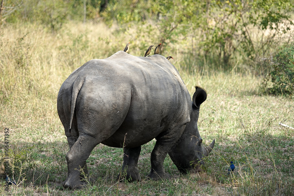 Fototapeta premium Breitmaulnashorn Krüger Nationalpark