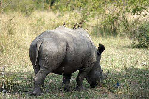 Breitmaulnashorn Krüger Nationalpark photo