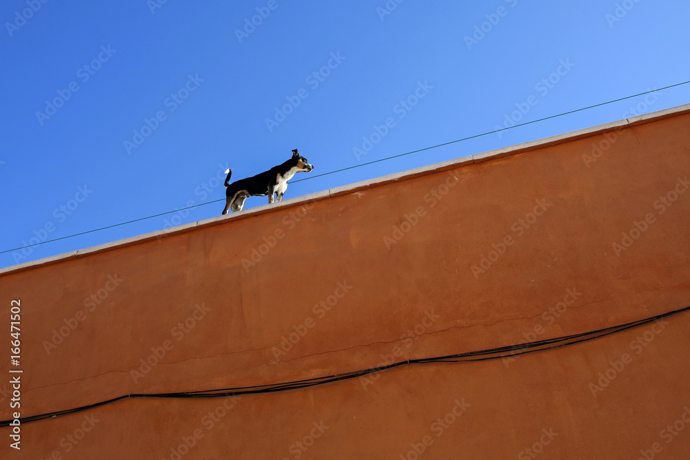 small dog standing at the roof of colorful building against blue sky small dog standing at the roof of colorful building against blue sky