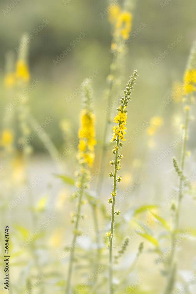 Gelber Blütentraum - Odermennige (Agrimonia)