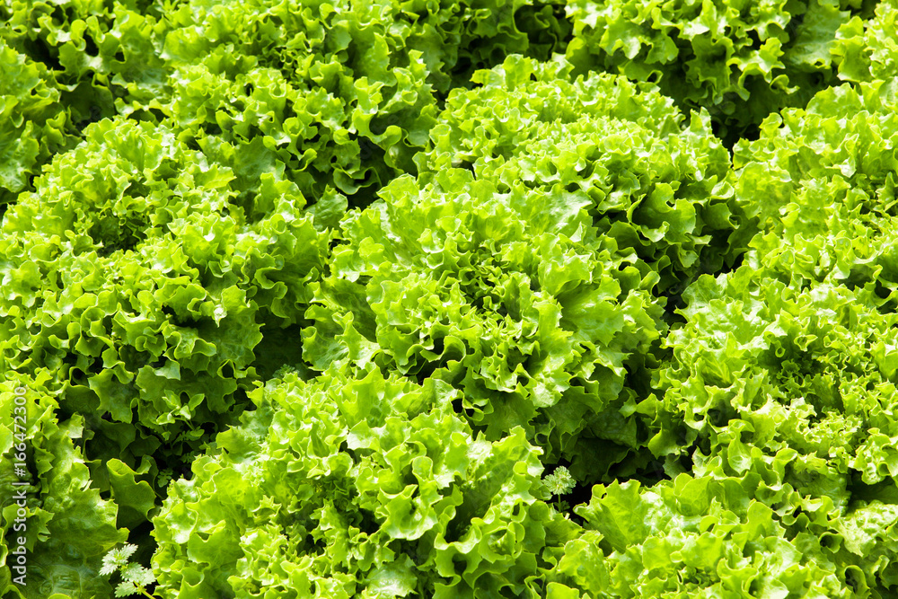 culture of organic salad in greenhouses culture of organic salad in greenhouses
