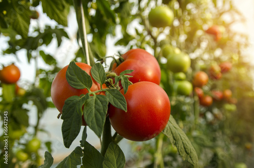 Macro, closeup of beautiful fresh organic tomatoes on branch , unpicked in greenhouse 